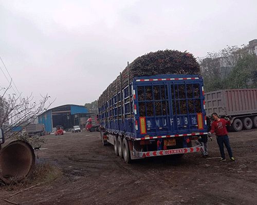 5米旗杆竹 耒阳市三湘竹木建材 5米旗杆竹报价高清图片 高清大图